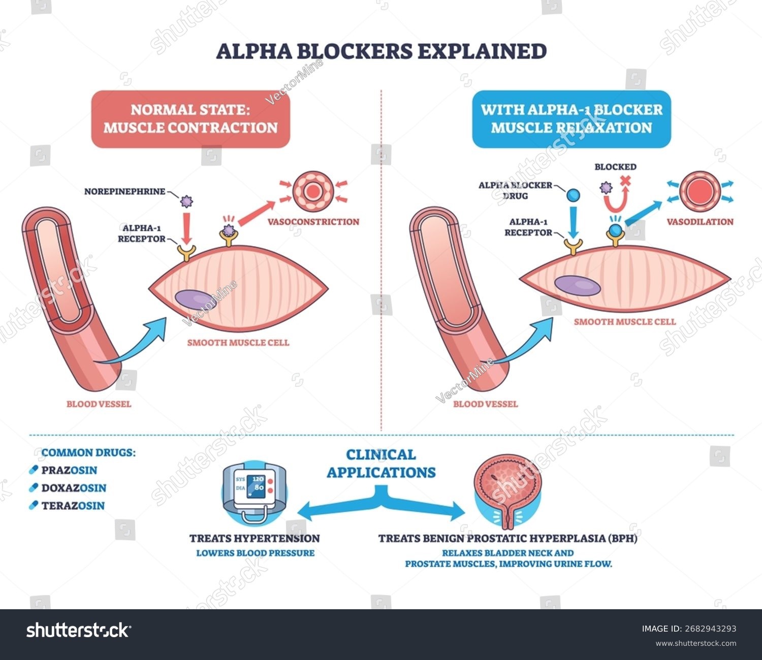 Mecanismo de acción bloqueadores alfa