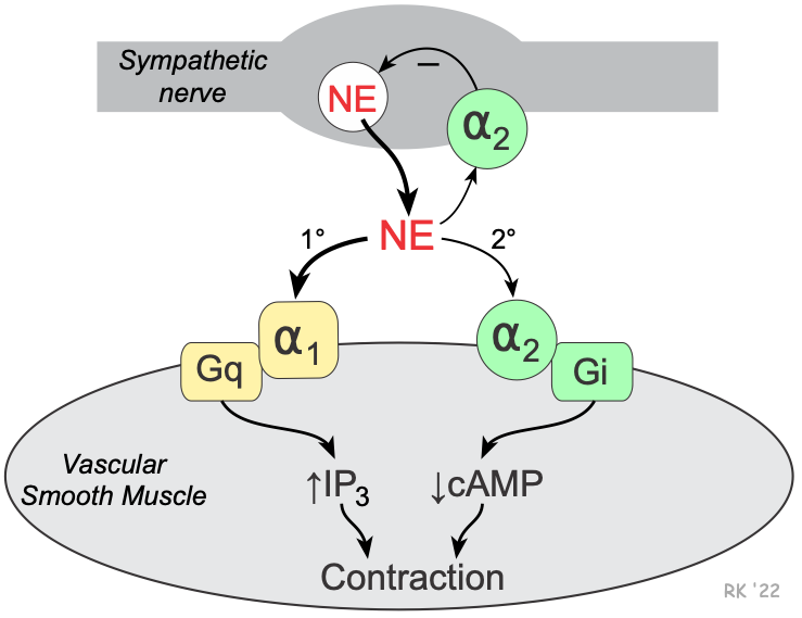 Receptores Alfa Adrenérgicos