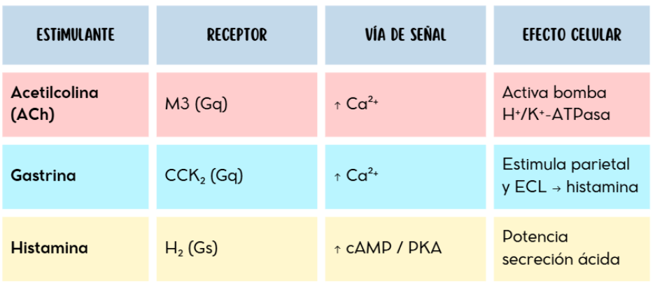 Estimulación de la secreción gástrica