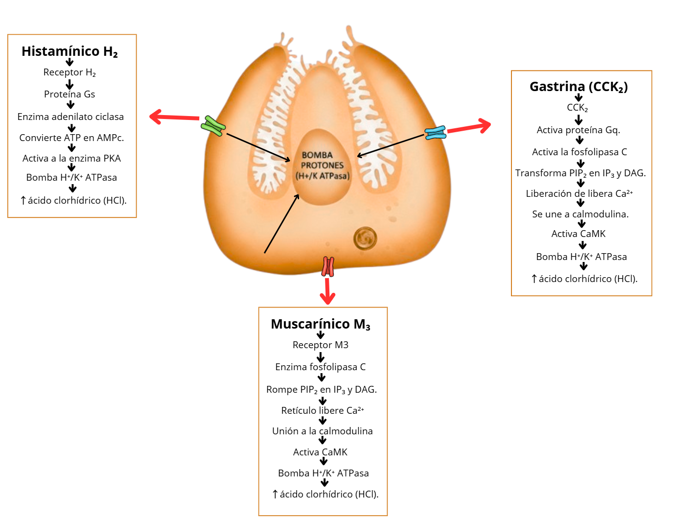 Receptores estimuladores