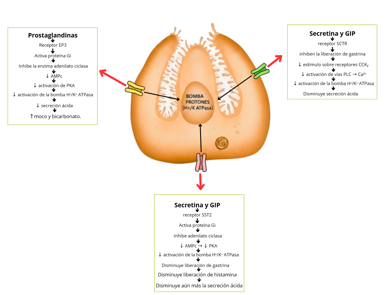 Receptores Inhibidores