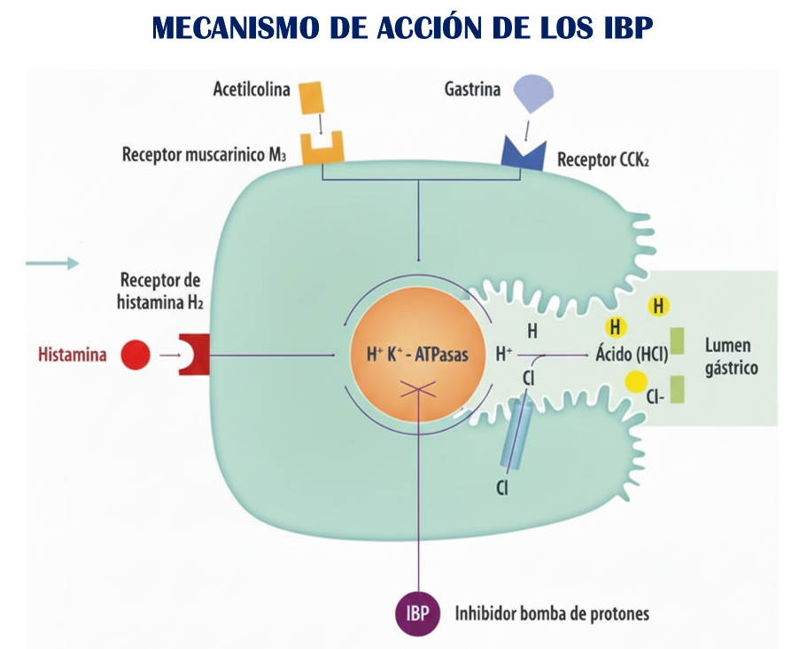 Mecanismo de acción IBP