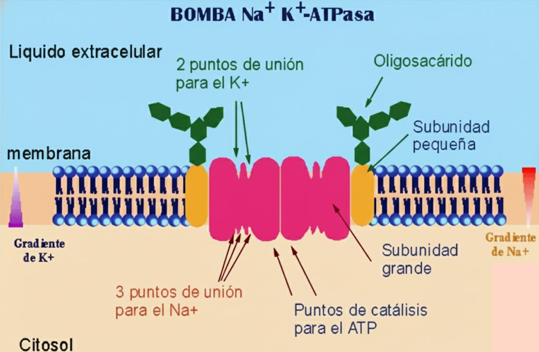 Mecanismo de acción bomba